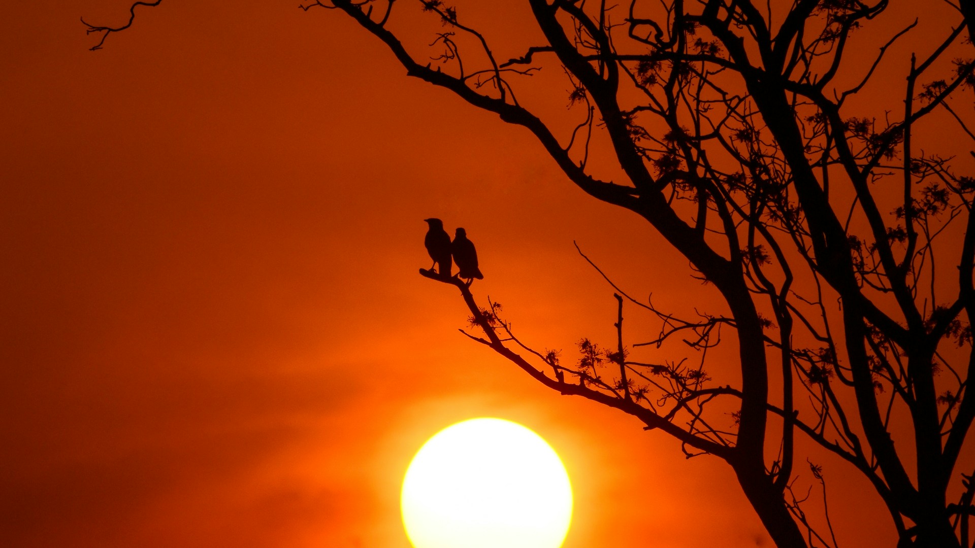 Silhouette of a tree at sunset over Palm Beach County